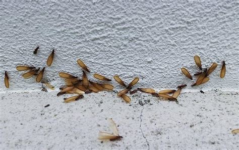 Four Early Signs Of Termites To Watch For On Your Dallas Property Termites