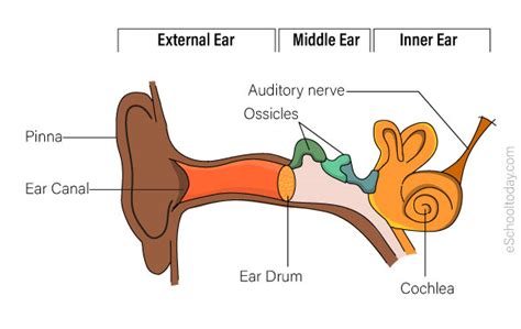 The sense of hearing – Eschooltoday