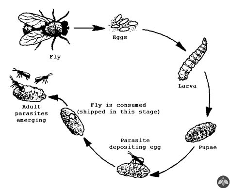 Fly control | Fly parasites