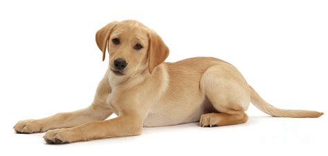 Yellow Labrador puppy Photograph by Warren Photographic - Pixels