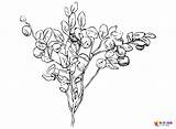 Blueberry Coloring Pages Printable For Free Download sketch template