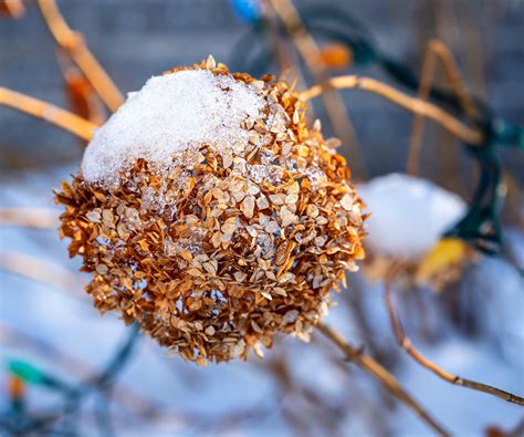 Expert tips for how to prune Annabelle hydrangeas | Homes & Gardens