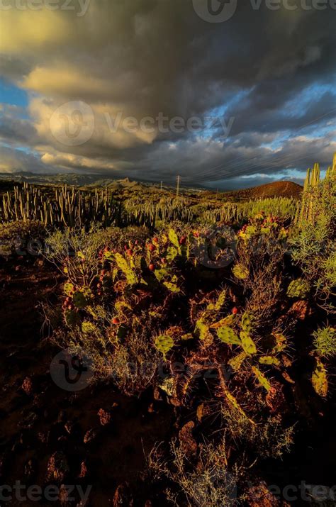 Cacti in the desert 22166969 Stock Photo at Vecteezy