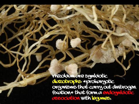 Rhizobium Microbiology Science Learning Educative Presentation