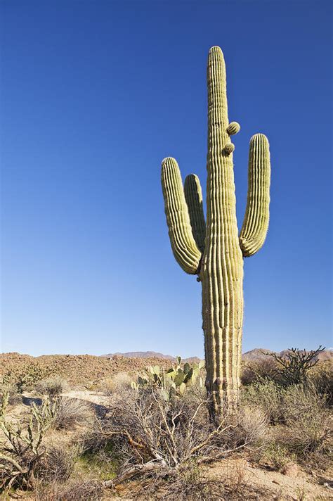 Usa, Arizona, Phoenix, Saguaro Cactus On Desert Photograph by Bryan ...