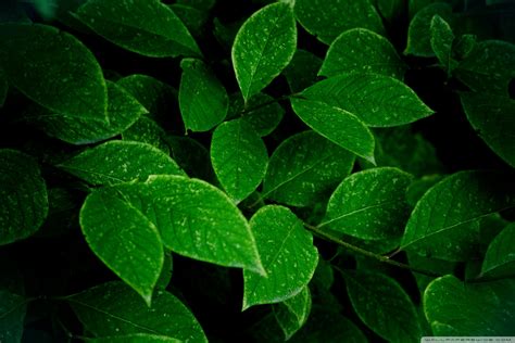 Green Leaves Wallpaper (66+ images)