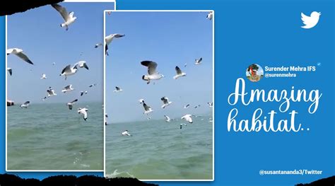 ‘The magical spot of Odisha’: Flock of migratory birds fly over Chilika Lake. Watch video ...