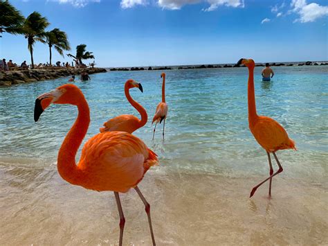 Everything you need to know about visiting the flamingos in Aruba ...