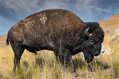 SUNLIT BISON, American Buffalo, Wildlife Photography by Rob's Wildlife - RobsWildlife