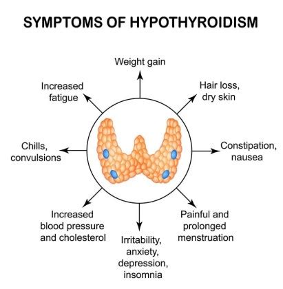 Common Thyroid Problems in Dogs and What to Do About Them