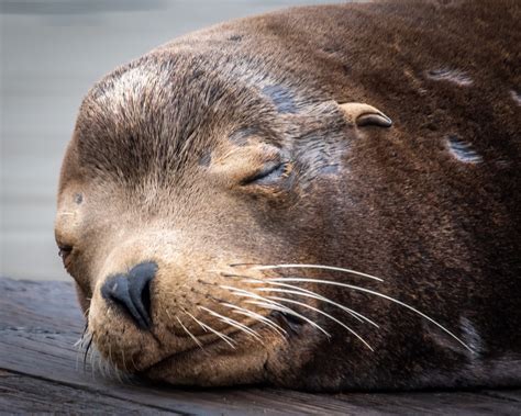 Sea Wonder: California Sea Lion | National Marine Sanctuary Foundation