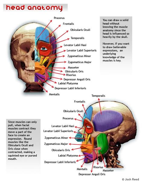 Drawsh: Head Anatomy | Head anatomy, Anatomy, Muscle anatomy