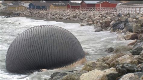 80-Ton Dead Blue Whale On Beach 'May Explode' | World News | Sky News