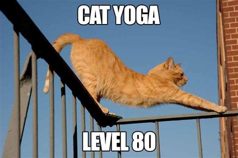 yoga time - yoga blog | Cat yoga, Yoga funny, Yoga paws