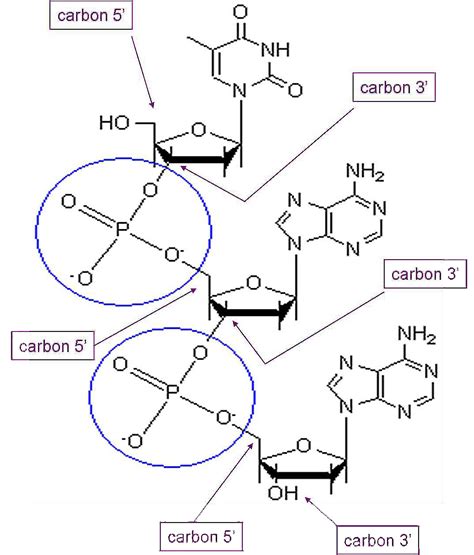 DNA II | Biology | Visionlearning