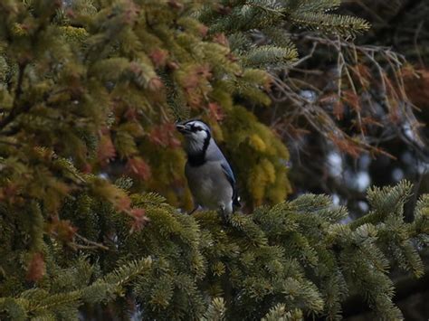 Blue Jay Feeding | dennisicecap1 | Flickr