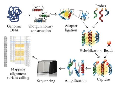 Workflow of the custom-designed targeted exome liquid hybridization... | Download Scientific Diagram