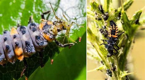 Ladybug Life Cycle: Eggs, Larvae, Pupae, Adult (With Pictures) - Identification Guide