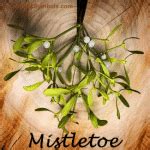 Mistletoe - Symbolism, Tradition, Mythology and History