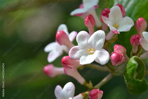 Viburnum burkwoodii. The Burkwood viburnum beautiful flowers. Closeup ...