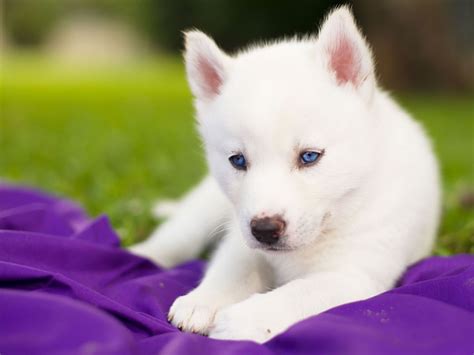 husky free screensaver wallpapers | Siberian husky, Funny