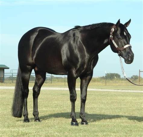 American Quarter Horse Breed Information, History, Videos, Pictures