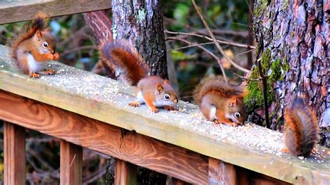 Six Cute Baby Red Squirrels - YouTube