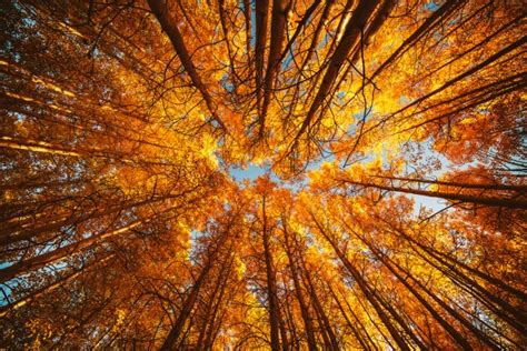 Trees Autumn Canopy View Free Stock Photo - Public Domain Pictures