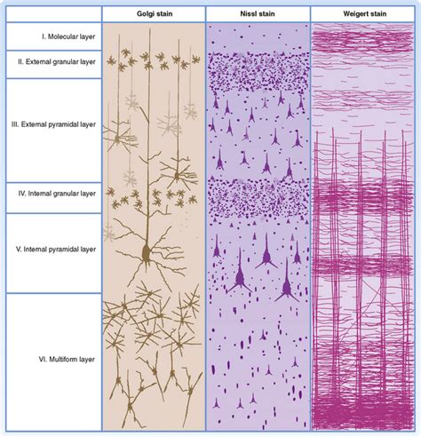 Higher Functions of the Nervous System | Basicmedical Key