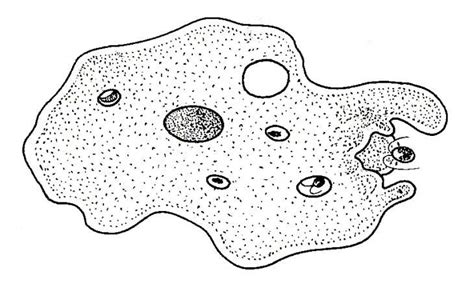 Biological drawings. Amoeba Feeding. Biology teaching resources by D G ...