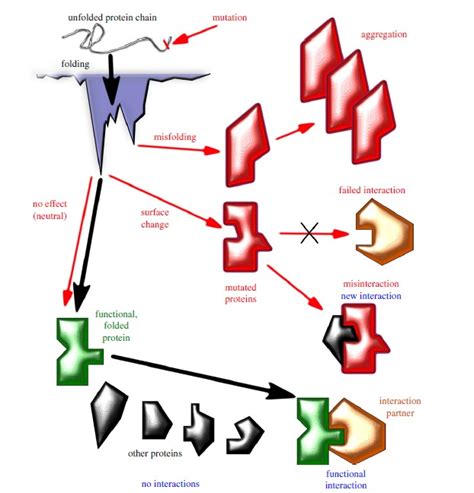 Protein Evolution Services - Creative Biostructure