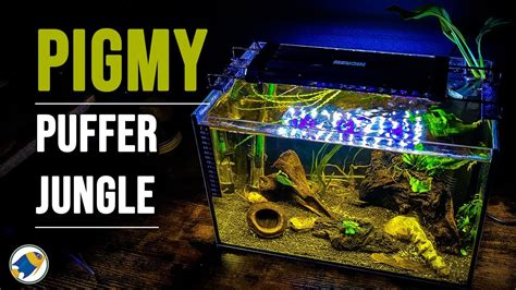 How to: Pigmy Puffer Blackwater Aquarium | Dwarf Puffer Tank Setup - MR BRIGHTFRYED - YouTube