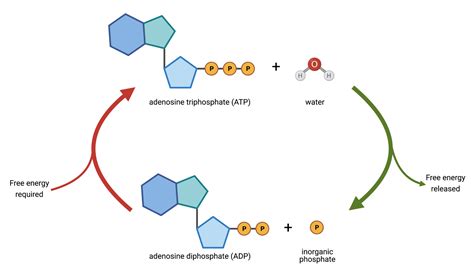 21.4 The ATP cycle – College Biology I