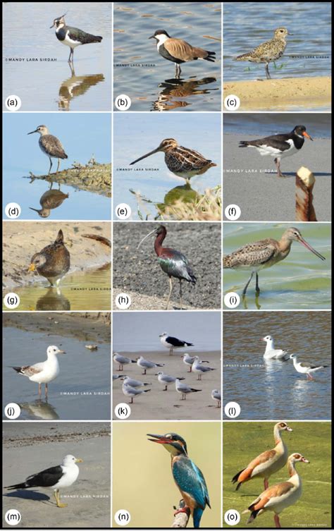 Some aquatic birds of the Gaza Strip: (a) Northern Lapwing Vanellus ...