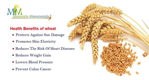 Manapantalu: Advantages of Wheat | Wheat, Benefit, Weight gain