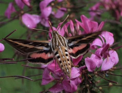 White-lined Sphinx Moth | Ldr photography, Insects, Moth