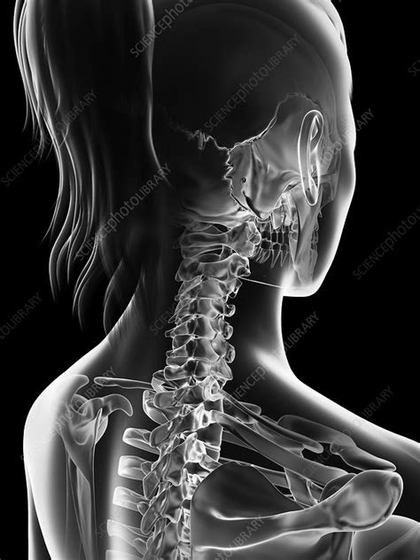 Female neck bones, artwork - Stock Image - F009/5708 - Science Photo ...