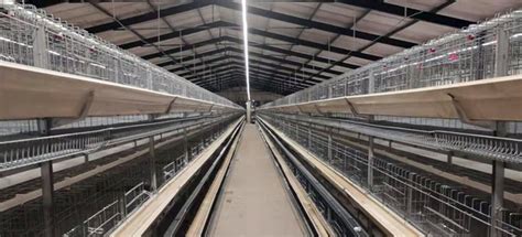 A Guide to Chicken Layer Cage Design for Efficient Poultry Farming