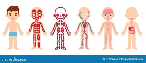 Body Anatomy For Kids Vector Illustration | CartoonDealer.com #61441358