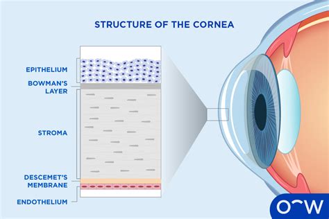 Cornea: Anatomy, Types, Function, and Associated Eye Problems