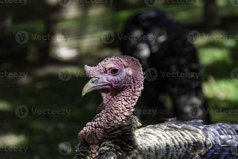 Wild turkey nature 6171052 Stock Photo at Vecteezy