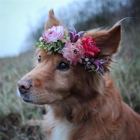 Dogs with Flowers, Wedding Flower Crown, Hair Flowers, Flower Crown | Beautiful dogs, Pretty ...