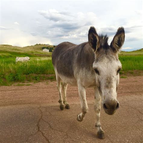 Free-roaming donkey herd in Cripple Creek, Colorado. | Colorado scenery ...