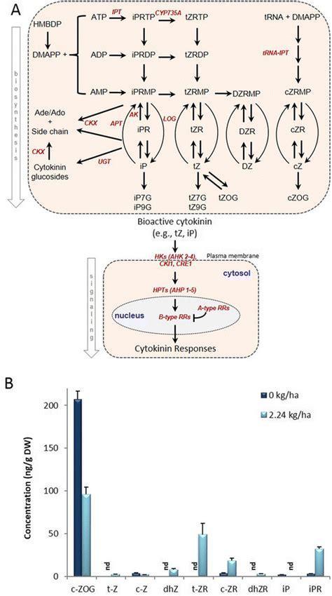 Simplified cytokinin biosynthesis and signaling pathway in plants, and ...