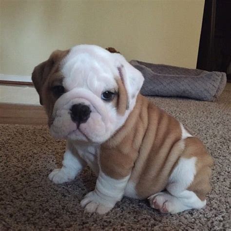 Micro | Bulldog puppies, Cute dogs, Baby dogs