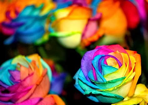 Flower Homes: Rainbow Roses