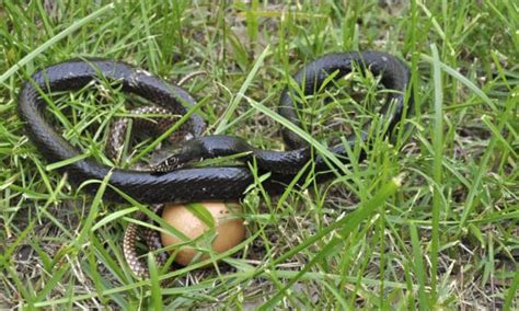 Egg-Eating Snakes: The Complete Story - A-Z Animals