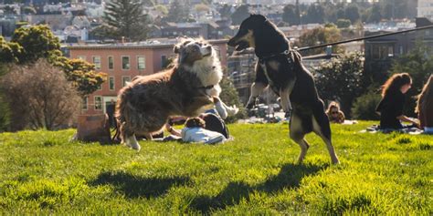 Dog-friendly cities with places to stay, things to do, hikes, parks.