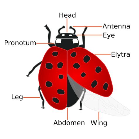 Ladybug Life Cycle – Kids Growing Strong