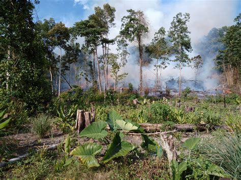 The true impact of peatland fires has been underestimated - Earth.com